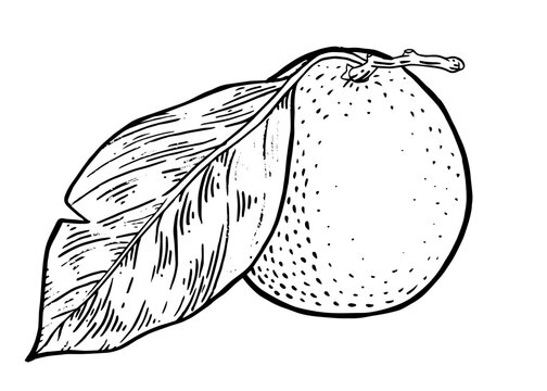 recommend clip art: Tangerine. Citrus with two leaves hand drawn ink sketch. Fresh Orange fruit engraved style. Vector drawing illustration isolated in white. Make use for packages design and pattern element for wall.
