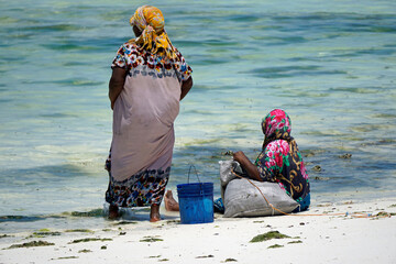 Jambiani, Zanzibar -October 2024: Woman harvesting seaweed during low tide