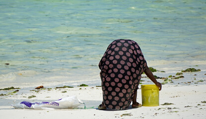 Jambiani, Zanzibar -October 2024: Woman harvesting seaweed during low tide