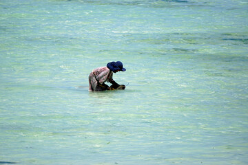 Jambiani, Zanzibar -October 2024: Woman harvesting seaweed during low tide