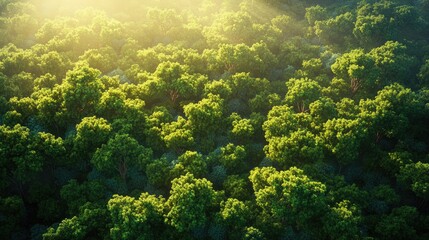 Aerial view of lush green trees in a mixed forest showcasing vibrant deciduous foliage Soft light filters through the woodland highlighting the beautiful natural texture