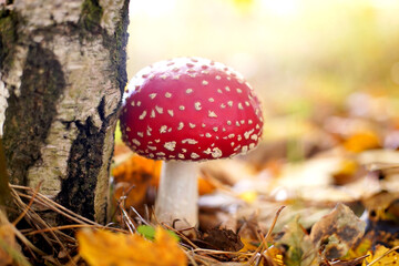 Red toadstool next to the birch tree