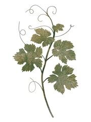 stylized watercolor green branch of grapes. antique design element, medieval floral ornament with grape shoot, vintage pattern, clip art, isolated on white background.
Postcard or poster from folk art