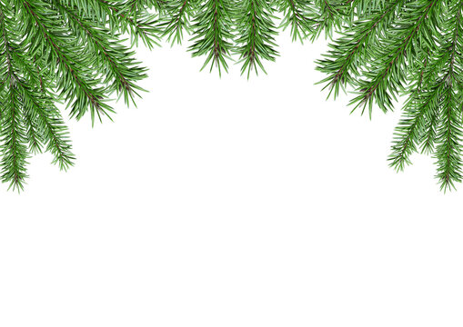 Coniferous branches, for a festive background, png, Christmas tree composition