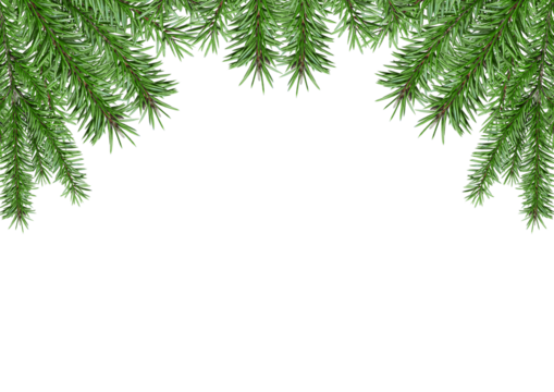 Coniferous branches, for a festive background, png, Christmas tree composition