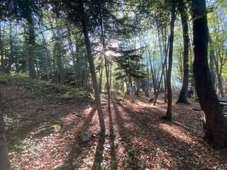 Discover the serene beauty of a secluded forest clearing as golden sunlight illuminates the peaceful landscape, offering a tranquil escape for quiet solitude and relaxation