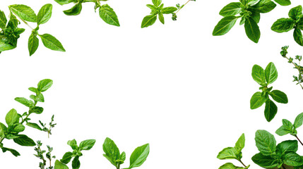 Mint frame isolated on transparent or white background, png