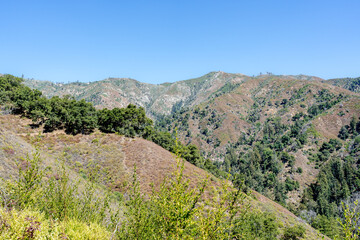 Fototapeta premium mountains with forest