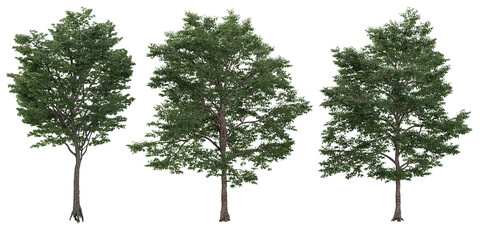 3d illustration of Bucida buceras  trees isolated on transparent canvas