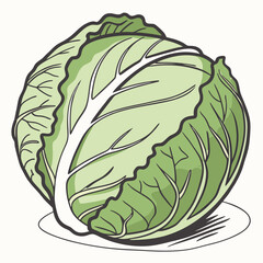 Fototapeta premium cabbage isolated on white background