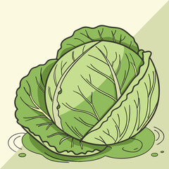 cabbage isolated on white