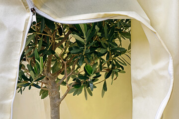 Close-up of an olive tree under a winter protection fleece with a zipper, Mediterranean plants need...