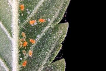 Close-up of red spider mites, Tetranychus urticae on cannabis leaf on black background with copy...