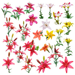 big set of beautiful lilies flowers isolated on white background