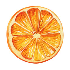 Orange painting watercolor on isolated background, Hand drawn orange slices. Fruit clipart for design