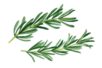 Rosemary art. Green branches of rosemary on an isolated white background, watercolor illustration hand drawn for design