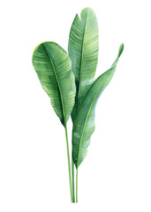 Green exotic leaves. Watercolor tropical plant. Banana palm leaves, lush greenery, isolated botanical illustration art