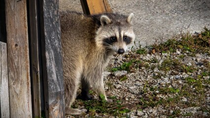Cutie raccoons seeking food at house backyard