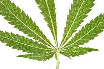 Green cannabis leaf on a white background, covered with a microscopic red spider mite colony of the...