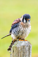 American Kestrel (Falco sparverius) – Commonly found in open fields and woodlands across the Americas