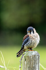 American Kestrel (Falco sparverius) – Commonly found in open fields and woodlands across the Americas