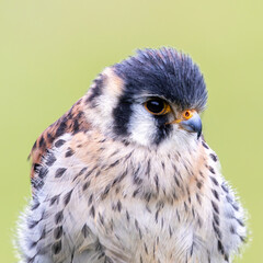 American Kestrel (Falco sparverius) – Commonly found in open fields and woodlands across the Americas