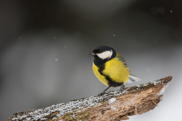 Bogatka, sikora bogatka (Parus major) © Michal Przystas