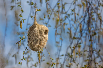 Gniazdo remiza, Eurasian pendulines nest © Michal Przystas