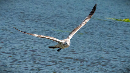 The seagulls are flying in the sky