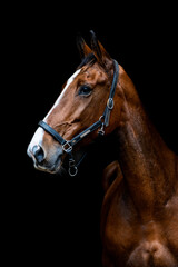 Fototapeta premium portrait of a horse with a black background and halter
