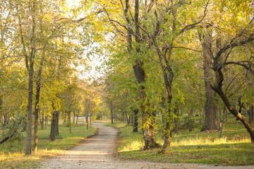 Beautiful autumn park with trees along alley