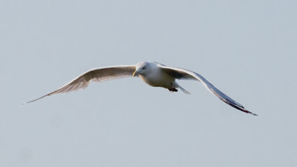 The seagulls are flying in the sky