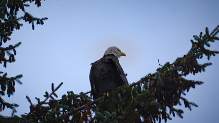bald eagle on a log in British Columbia