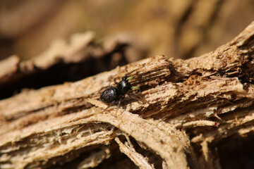 Heliophanus sp.
Heliophanus sp. in its natural element
