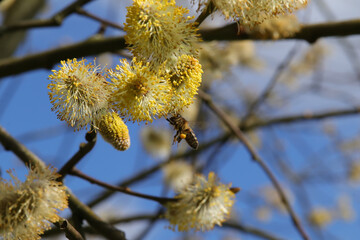 Abeille domestique --- Abeille mellifère (Apis mellifera)
Apis mellifera on an unidentified flower or plant
