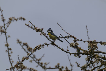 Mésange bleue (Cyanistes caeruleus)
Cyanistes caeruleus in its natural element
