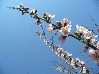Delicate fresh pink flowers on twigs of Peach tree in full bloom on sunny spring weather with blue...