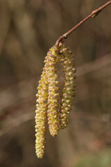 Noisetier commun (Corylus avellana)
Corylus avellana with its catkins
