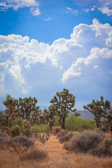 Joshua Tree Landscape