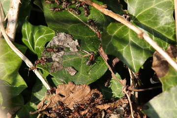 Fourmi rousse des bois (Formica rufa)
Formica rufa in its natural element
