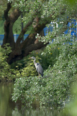 Grey Heron Standing on a Tree Branch above a Lake