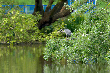 Grey Heron Standing on a Tree Branch above a Lake