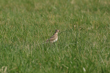 Alouette des champs (Alauda arvensis)
Alauda arvensis in its natural element
