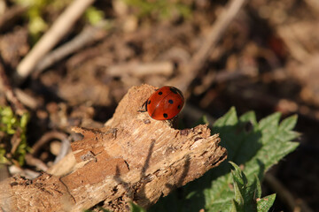 Coccinelle à Sept Points (Coccinella septempunctata)
Coccinella septempunctata on an unidentified flower or plant
