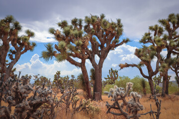 Joshua Trees in Desert