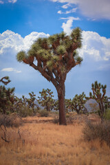 Joshua Tree and clouds