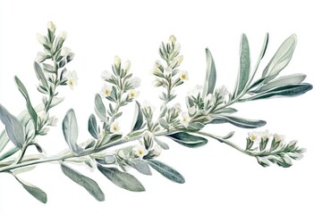 Fototapeta premium Watercolor Illustration of Artemisia Absinthium. Herbal and Natural Medicine Concept with Sprigs and Flowers