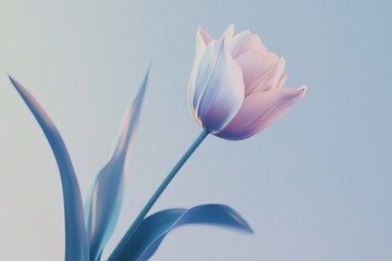 Soft Pink Tulip on a Light Blue Background