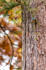 The Eurasian nuthatch or wood nuthatch (Sitta europaea) sitting on a tree trunk with an autumn background in a park in the Czech Republic