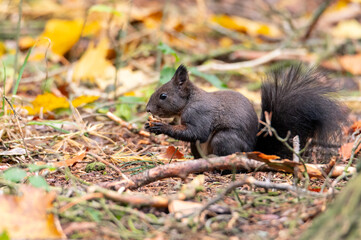 Rusty brown squirrel in a park with autumn colored leaves in the Czech Republic